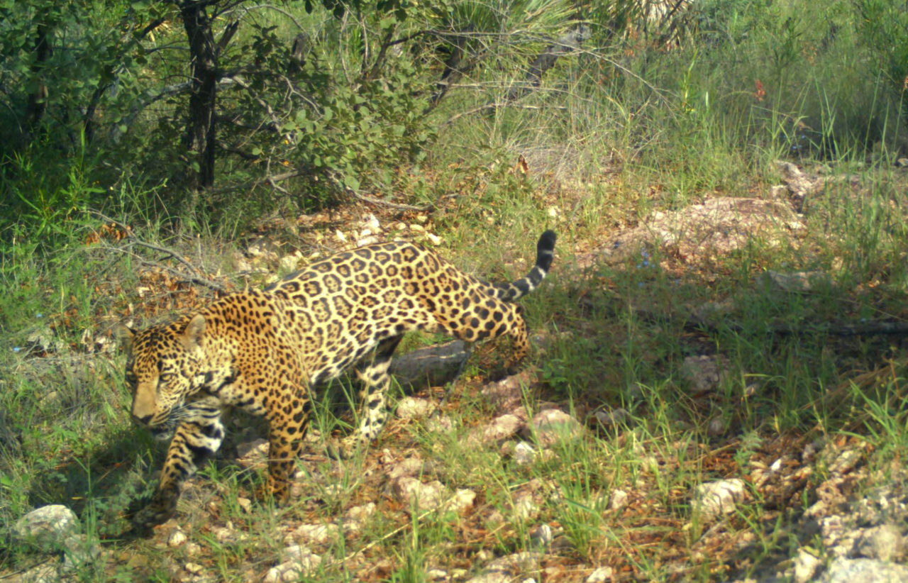 Jaguars | NORTHERN JAGUAR PROJECT