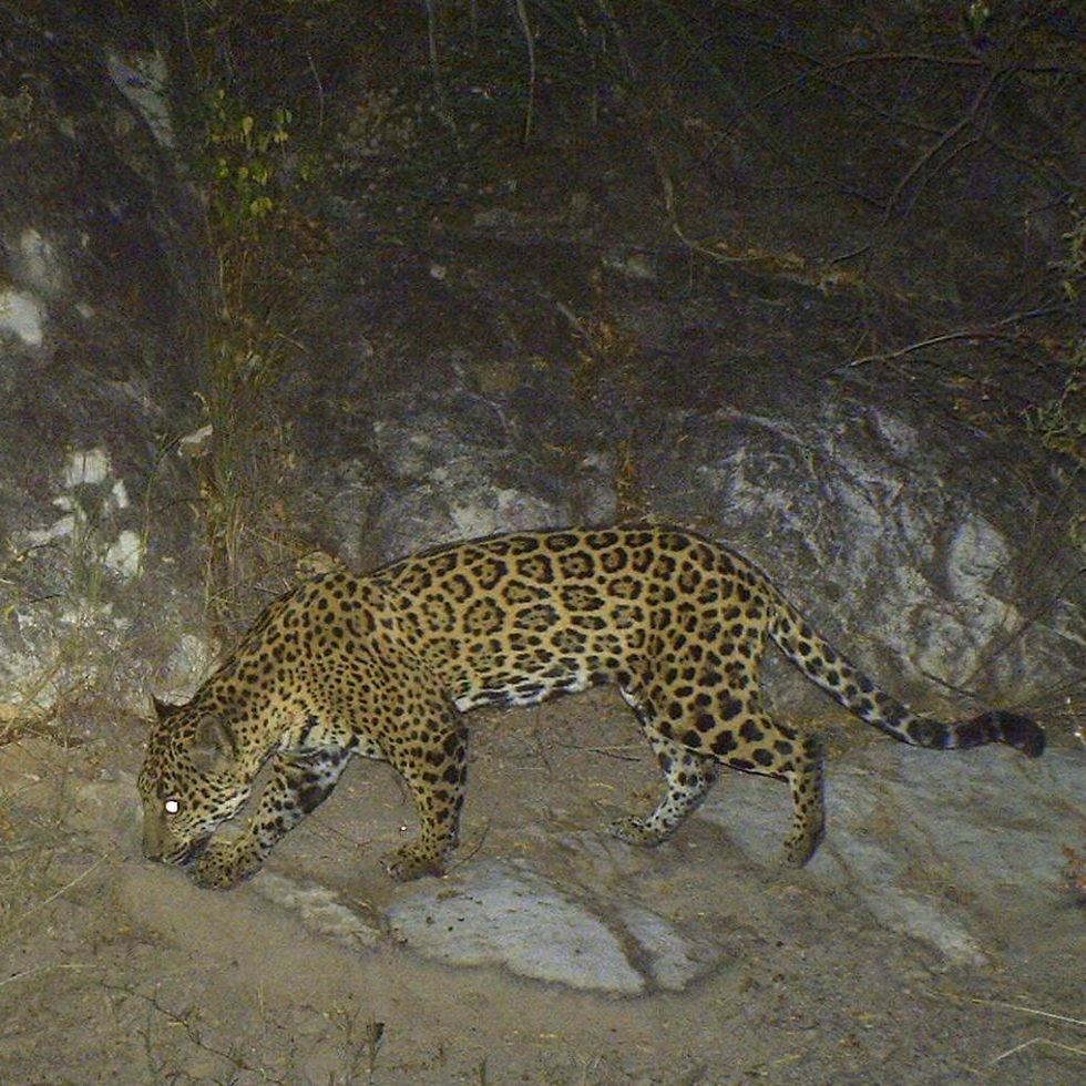 Corazón | NORTHERN JAGUAR PROJECT